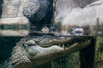 Crocodile in under water, eyes above water surface, reptile watching