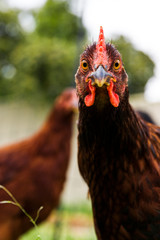 Chicken looking directly at camera in hobby farm enclosure.