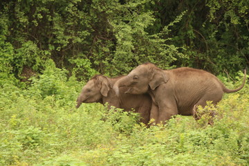 Fototapeta na wymiar baby elephants fighting in sri lanka forest