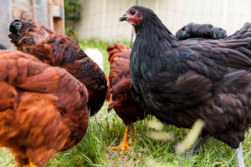 A brood of chickens feeding in hobby farm enclosure.