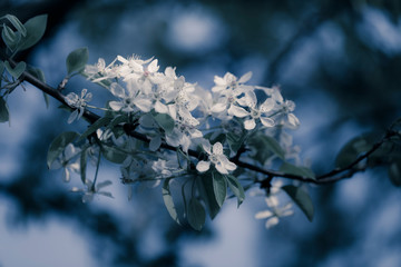 white pearblossom in the springtime