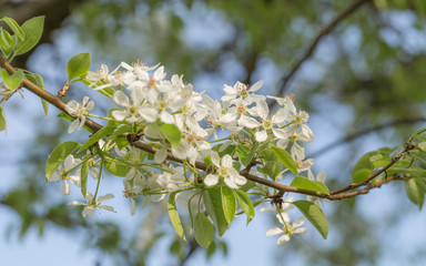 white pearblossom in the springtime
