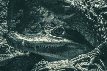 Crocodile head with sharp teeth and eye looking at camera, black and white photo