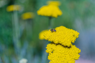 Yellow Flower with Bee Copy Space