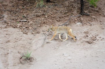 Coyote Camouflage