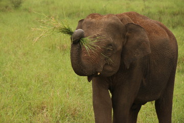Sri Lankan Elephant in Forest eating grass