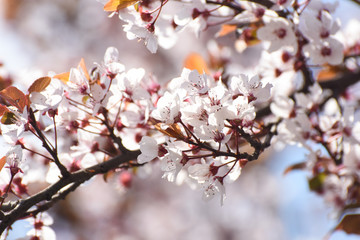 Spring blossom, Spring background. Cherry tree blossom into the sun