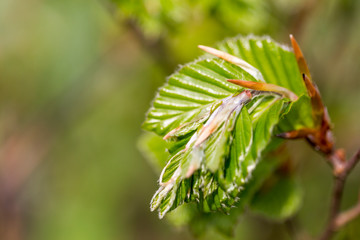 new green leafs on the beech