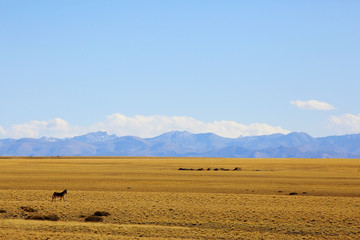 Obraz premium sheep on a mountain pasture