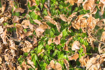 new green leafs on the beech