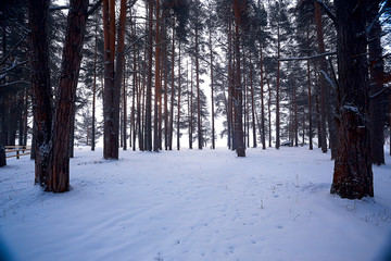 winter forest landscape / December view in a forest of powdered snow, snowfall landscape