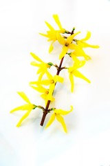 Forsycja żółta © Monika