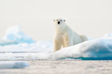 Foto op Plexiglas IJsbeer op de rand van het drijfijs met sneeuw en water in de Noorse zee. Wit dier in de natuurhabitat, Svalbard, Europa. Wildlife scène uit de natuur. © ondrejprosicky