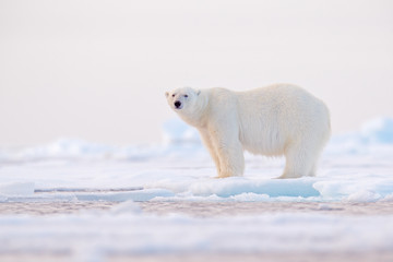 Polar bear on drift ice edge with snow and water in Norway sea. White animal in the nature habitat,...