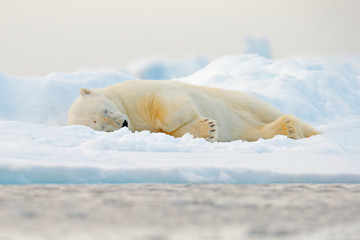 Polar bear sleeping on drift ice edge with snow and water in Norway sea. White animal in the nature...