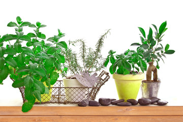 Aromatic herb garden with pots of basil and mint on a shelf isolated on white background