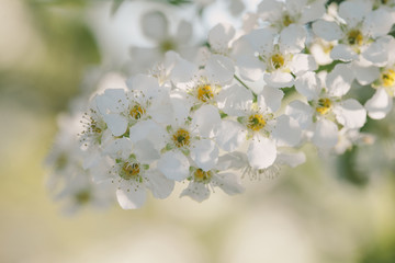 Fototapeta premium Beauty of spring: closeup of blossoming plum tree