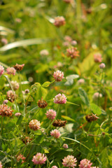 Wild flowers summer day close up