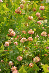 Wild flowers summer day close up
