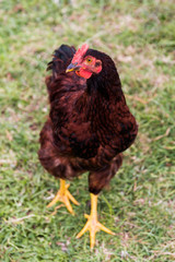 Bright red hen walking around free range farm land.