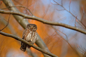 Pygmy Owl, sitting on tree branch with clear dark autumn orange forest background. Eurasian tinny bird in the habitat. Beautiful bird in evening sunset. Wildlife scene from wild nature.