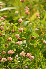 Wild flowers summer day close up