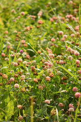 Wild flowers summer day close up
