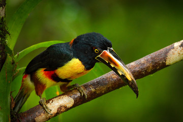 Small toucan Collared Aracari, Pteroglossus torquatus, bird with big bill. Toucan sitting on the branch in the forest, Boca Tapada, Costa Rica. Nature travel in central America. Toucan open bill.