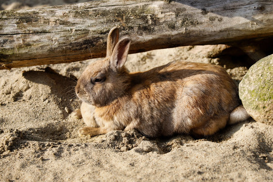 Full body of smoky grey-brown domestic pygmy rabbit