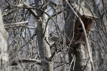 American Robin in a Tree