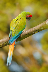 Ara ambigua, Green parrot Great-Green Macaw on tree. Wild rare bird in the nature habitat, sitting on the branch in Costa Rica. Wildlife scene in tropic forest.