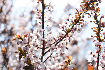 Spring blossom, Spring background. Cherry tree blossom into the sun