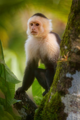 White-headed Capuchin, black monkey sitting on tree branch in the dark tropical forest.  Wildlife of Costa Rica. Travel holiday in Central America. Monkey in green jungle vegetation.