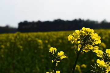 Gelbe Wiese der Natur