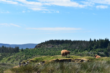 Obraz premium Highland Cow