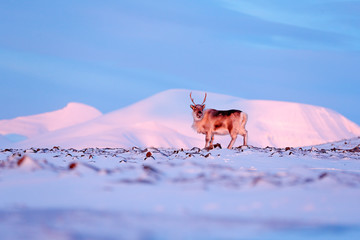 Winter landscape with reindeer. Wild Reindeer, Rangifer tarandus, with massive antlers in snow, Svalbard, Norway. Svalbard deer on rocky mountain. Wildlife scene from nature, winter pink blue sunset. - obrazy, fototapety, plakaty