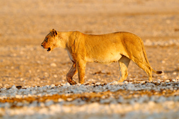 Big angry female lion in Etosha NP, Namibia. African lion walking in the grass, with beautiful evening light. Wildlife scene from nature. Animal in the habitat. Safari in Africa.