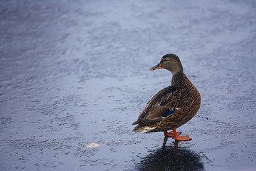 wintering birds / bird flock, winter lake, wild birds on winter lake, seasonal, migratory ducks