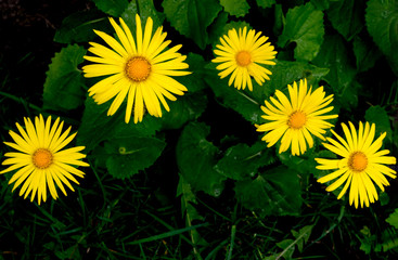 Doronicum is a spring flowering plant on a natural background.