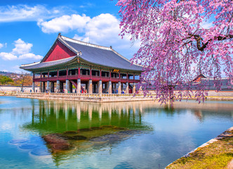 Spring at gyeongbokgung palace in seoul city south Korea 