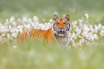 Siberian tiger in nature forest habitat, foggy morning. Amur tiger hunting in green white cotton  grass. Dangerous animal, taiga, Russia. Big cat sitting in environment.  Wild cat in wildlife nature. © ondrejprosicky