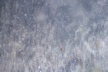 forest snow blurred background / winter landscape snow-covered forest, trees and branches in winter weather
