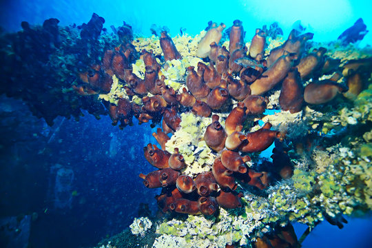 ascidia purple underwater photo coral reef