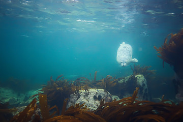 Fototapeta na wymiar seal underwater photo in wild nature