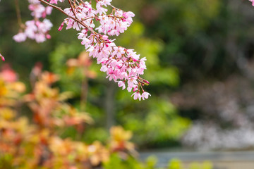 Cherry blossom in spring for background or copy space for text