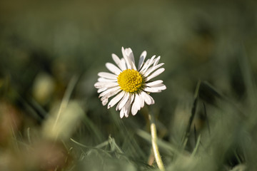 daisy in the grass