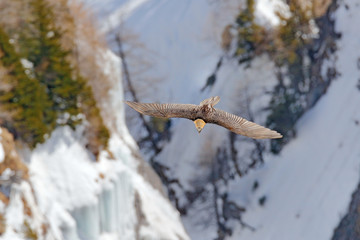 ammergeier or Bearded Vulture, Gypaetus barbatus, flying bird above rock mountain. Rare mountain bird, fly with snow, animal in stone habitat, Valais, Switzerland. Bearded Vulture-Eagle in flight abov
