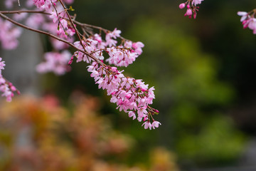 Cherry blossom in spring for background or copy space for text