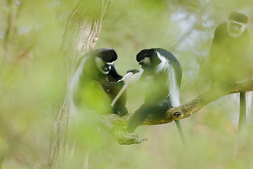 Mantled guereza, Colobus guereza, Male and female with one week old white young in hands. Monkey family on tree, green forest habitat in nature. Animal behaviour with little baby, Tanzania, Africa.