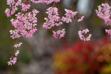 Cherry blossom in spring for background or copy space for text